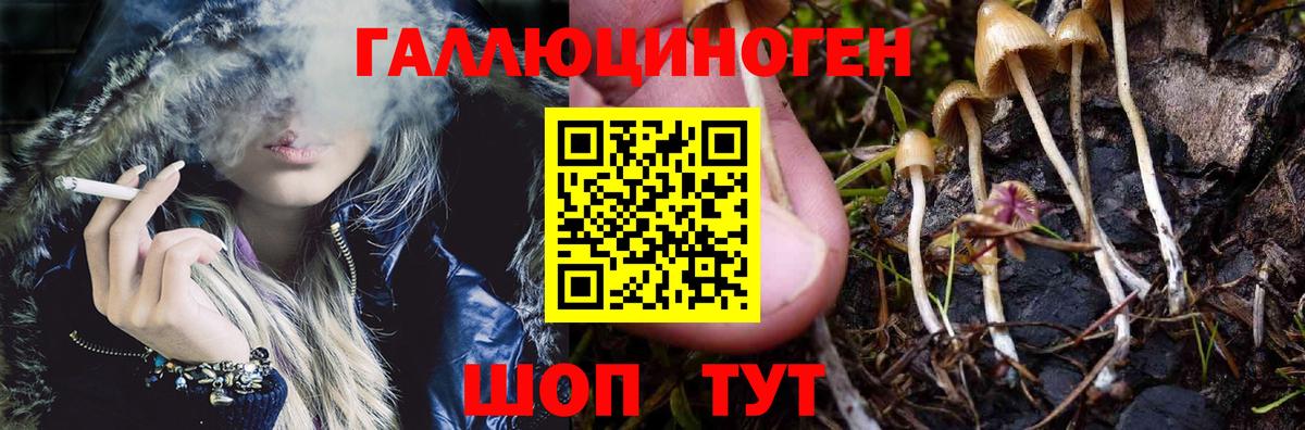Псилоцибиновые грибы Cubensis Кимры